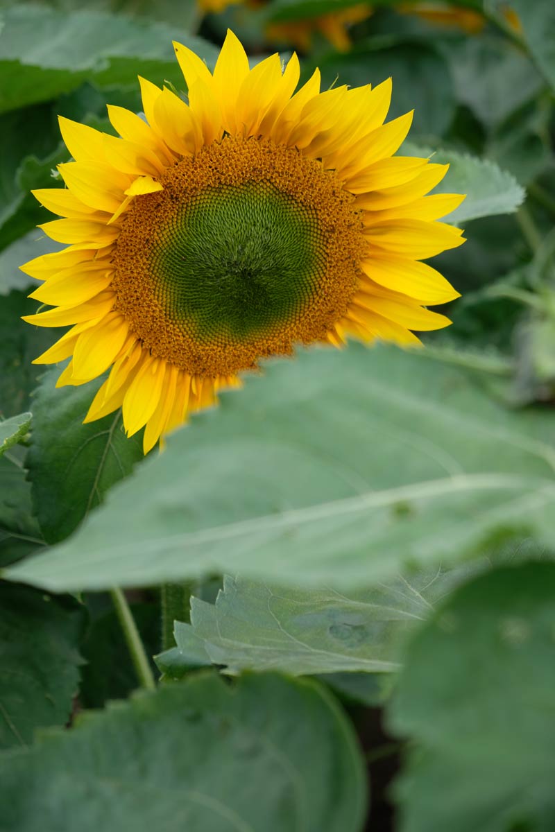 sunflower behind leaves