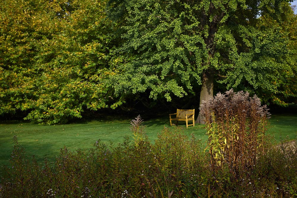bench below the spread boughs of a ginkgo blob tree