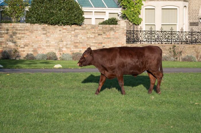 Cow trotting along on Midsummer Common in Cambridge in front of houses bordering the Common