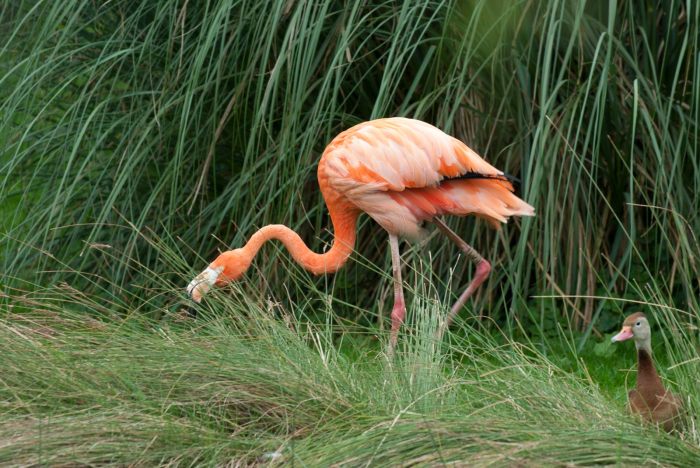 Flamingo and Black Bellied Whistling Duck