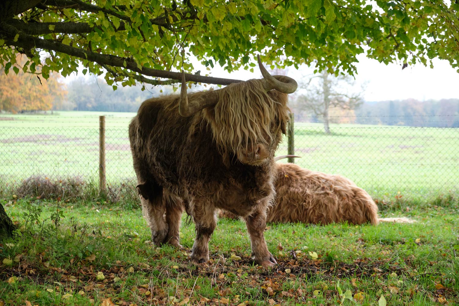 Highland cow in Hampshire scratching its back against the low-lying branch of the tree.