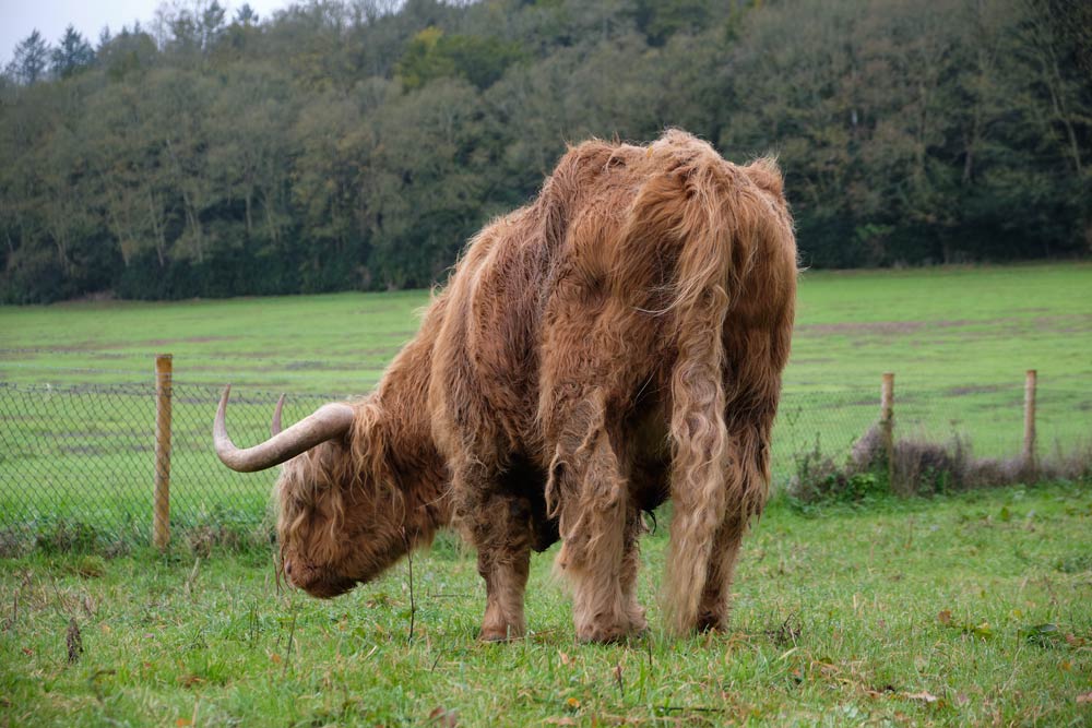 Highland cow in Hampshire
