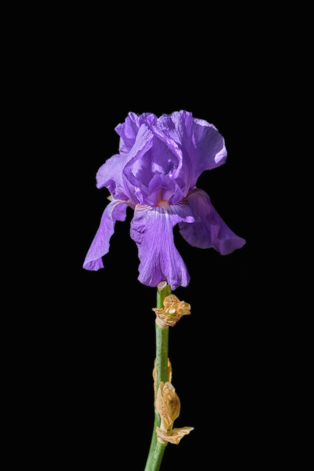 An iris against a dark background.