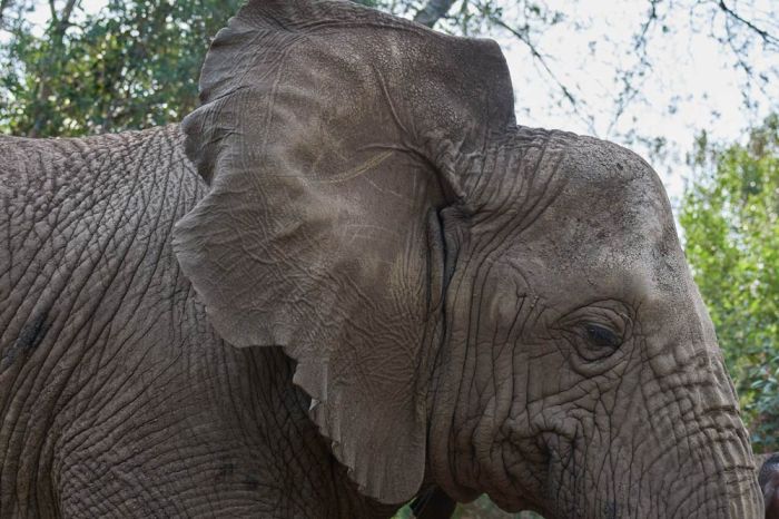 African Elephant viewed from the side showing how the ear is shaped like the continent of Africa