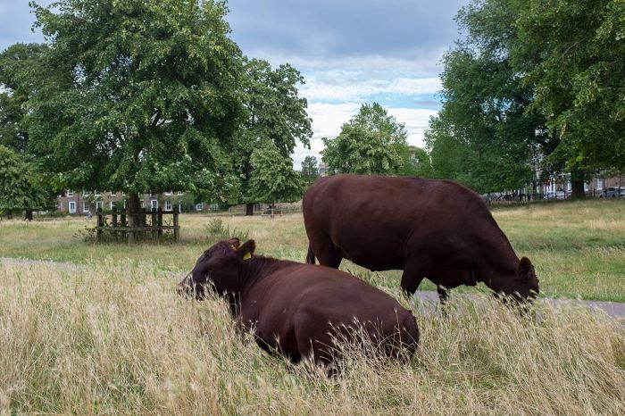 cows Chilling Out On Midsummer Common in Cambridge