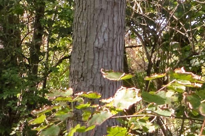 crop from centre of photograph of trees at Wimpole Hal