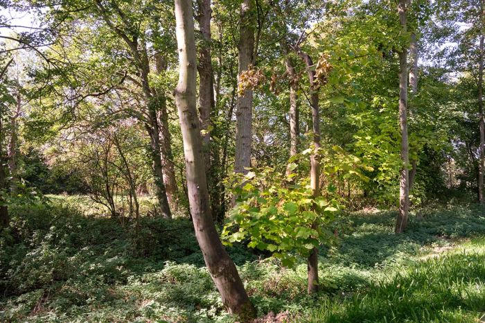 photograph of trees at Wimpole Hal