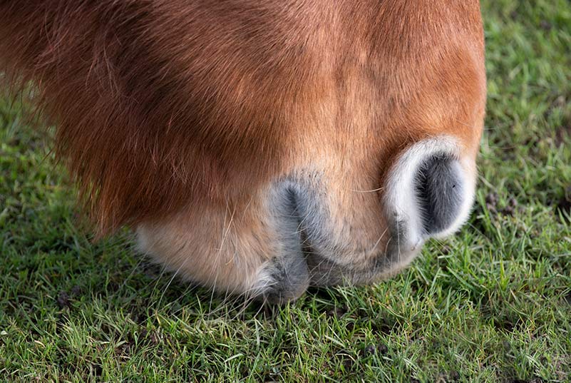 New Forest pony nibbling grass