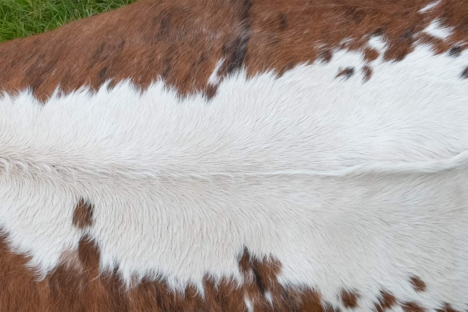 close up of Hereford cow sitting on grass in a field viewed from above showing the colour of its hair and hide and the markings along its back on its body