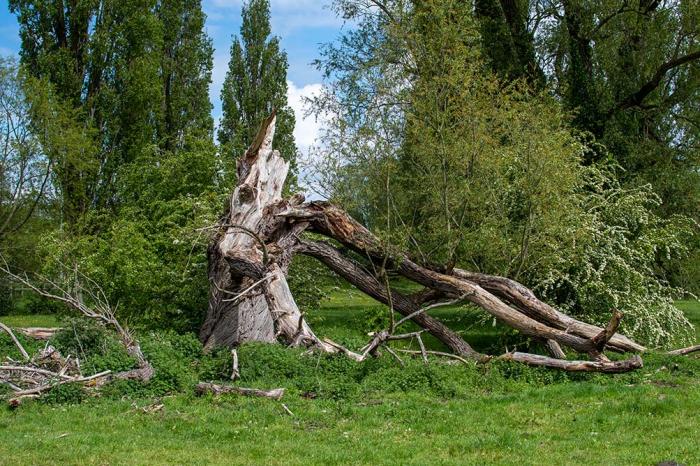 willow tree in a field fallen and cracked through