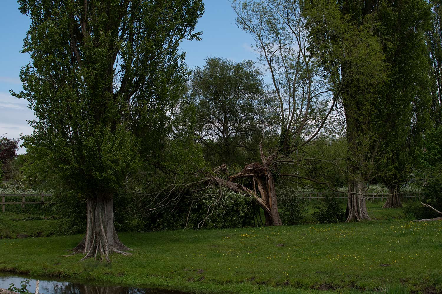 Lombardy Poplars and fallen Willows