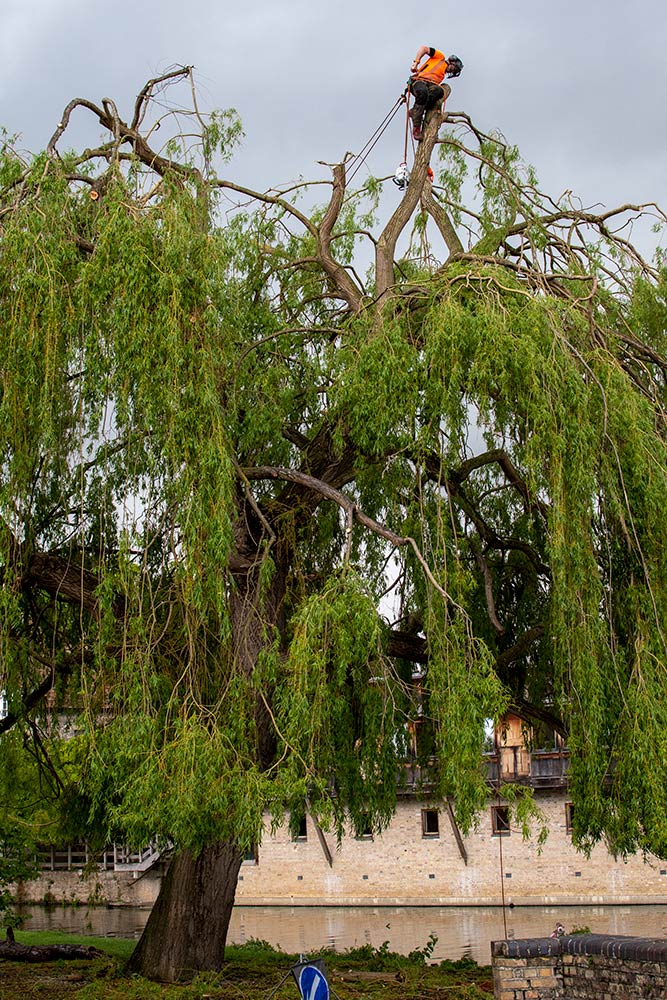 tree surgeon in the upper branches of a willow tree on Laundress Green in Cambridge, cutting back branches in danger of falling on passing people.