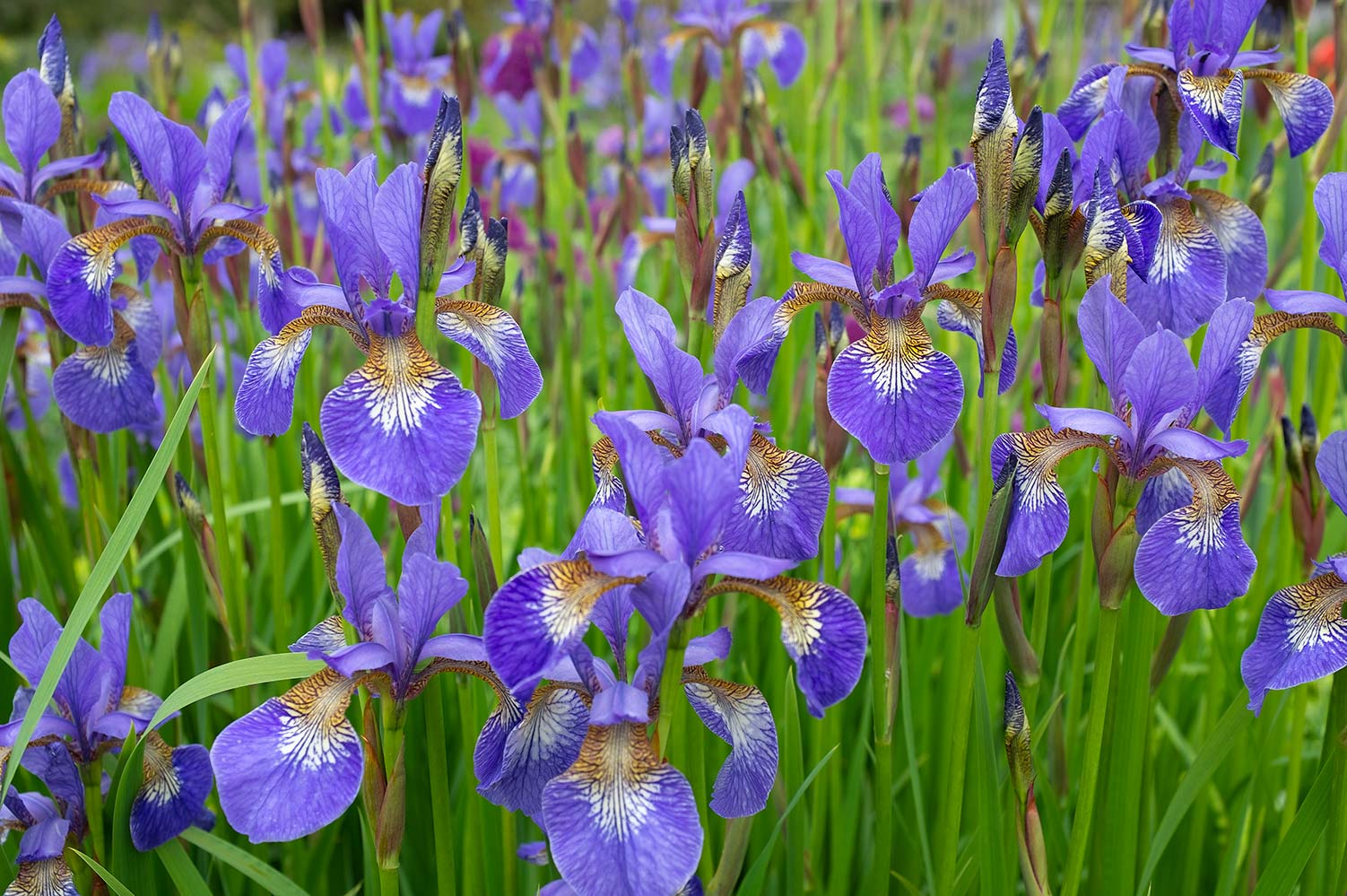 irises growing in a clump