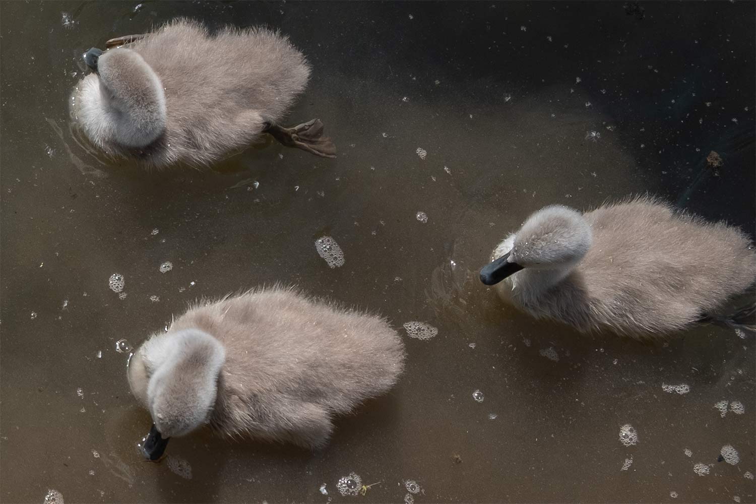 three cygnets on the water viewed from above