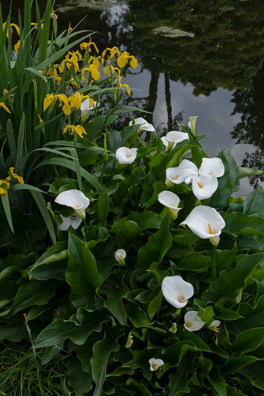 calla lilies growing by a lake