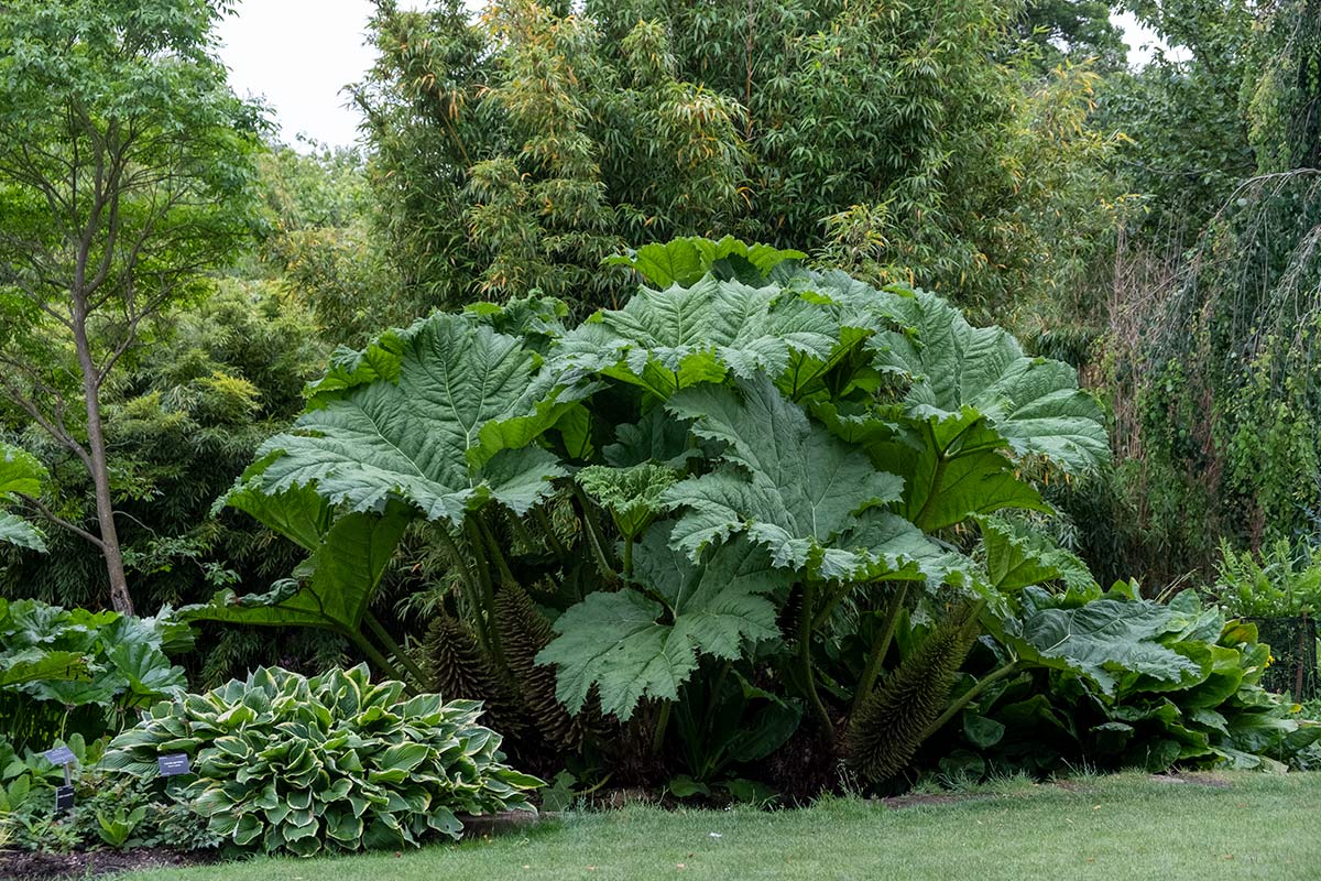 Gunnera manicata