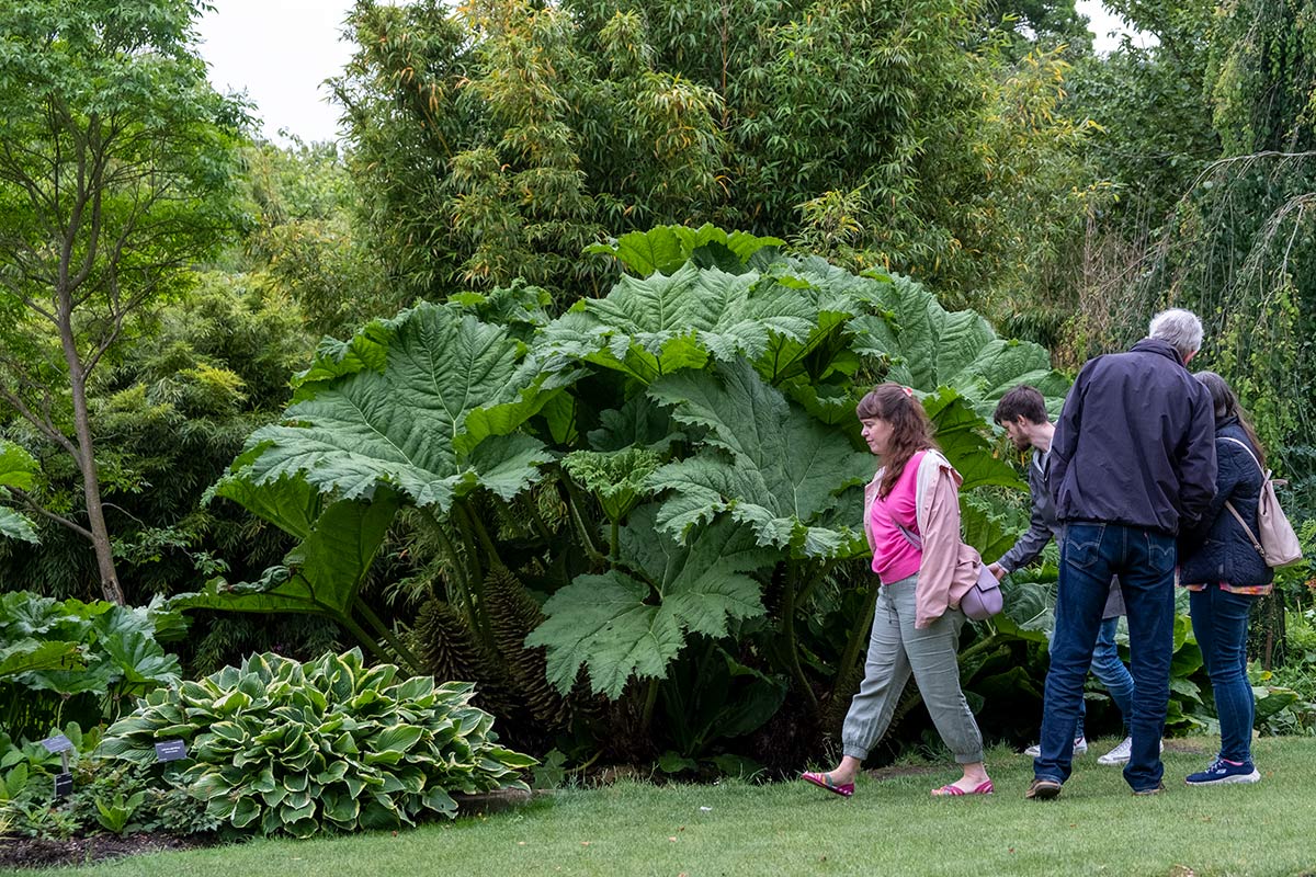Gunnera manicata with people for size comparison