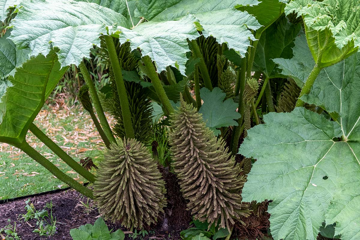 Gunnera manicata beneath the leaves
