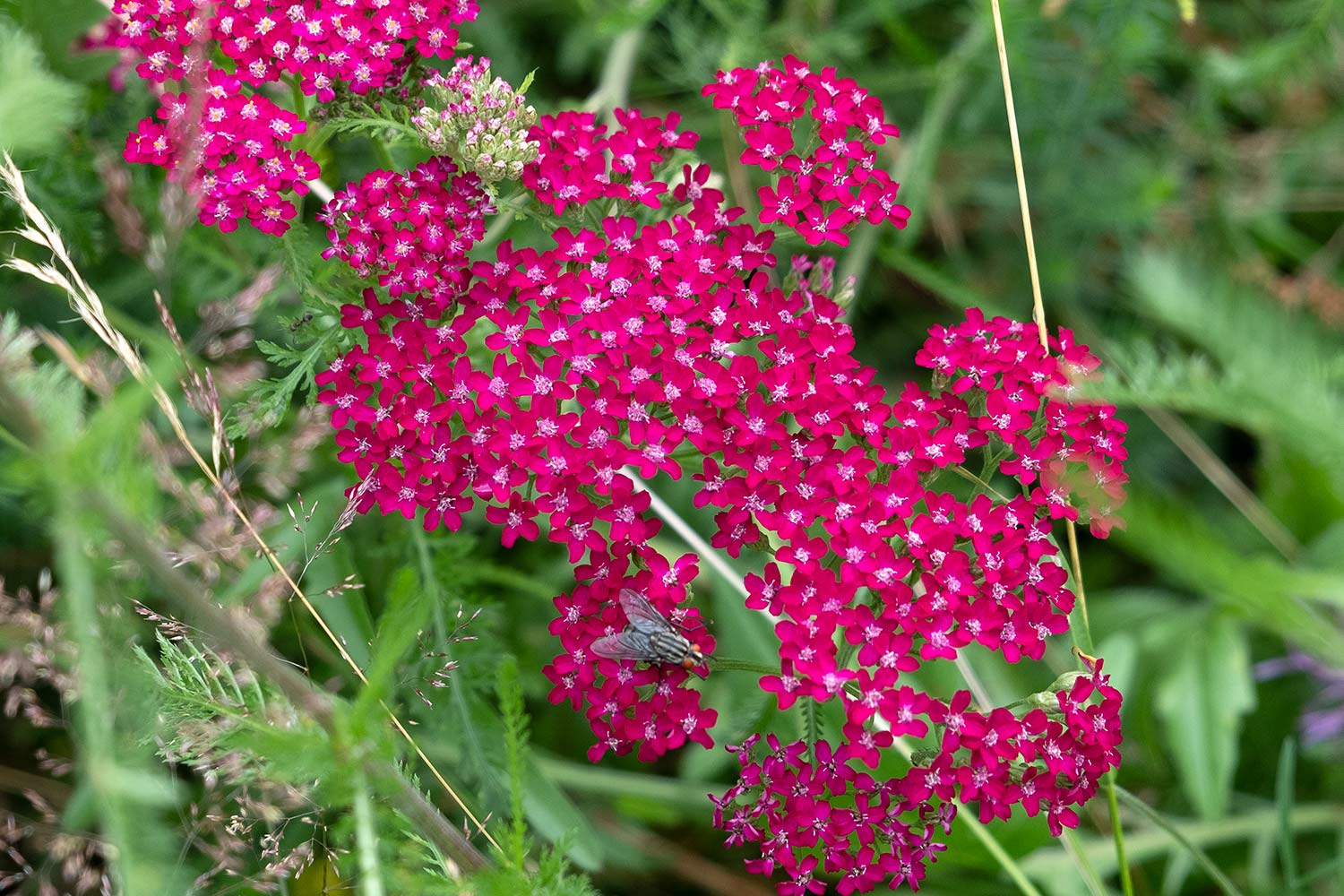 dark red yarrow flowers