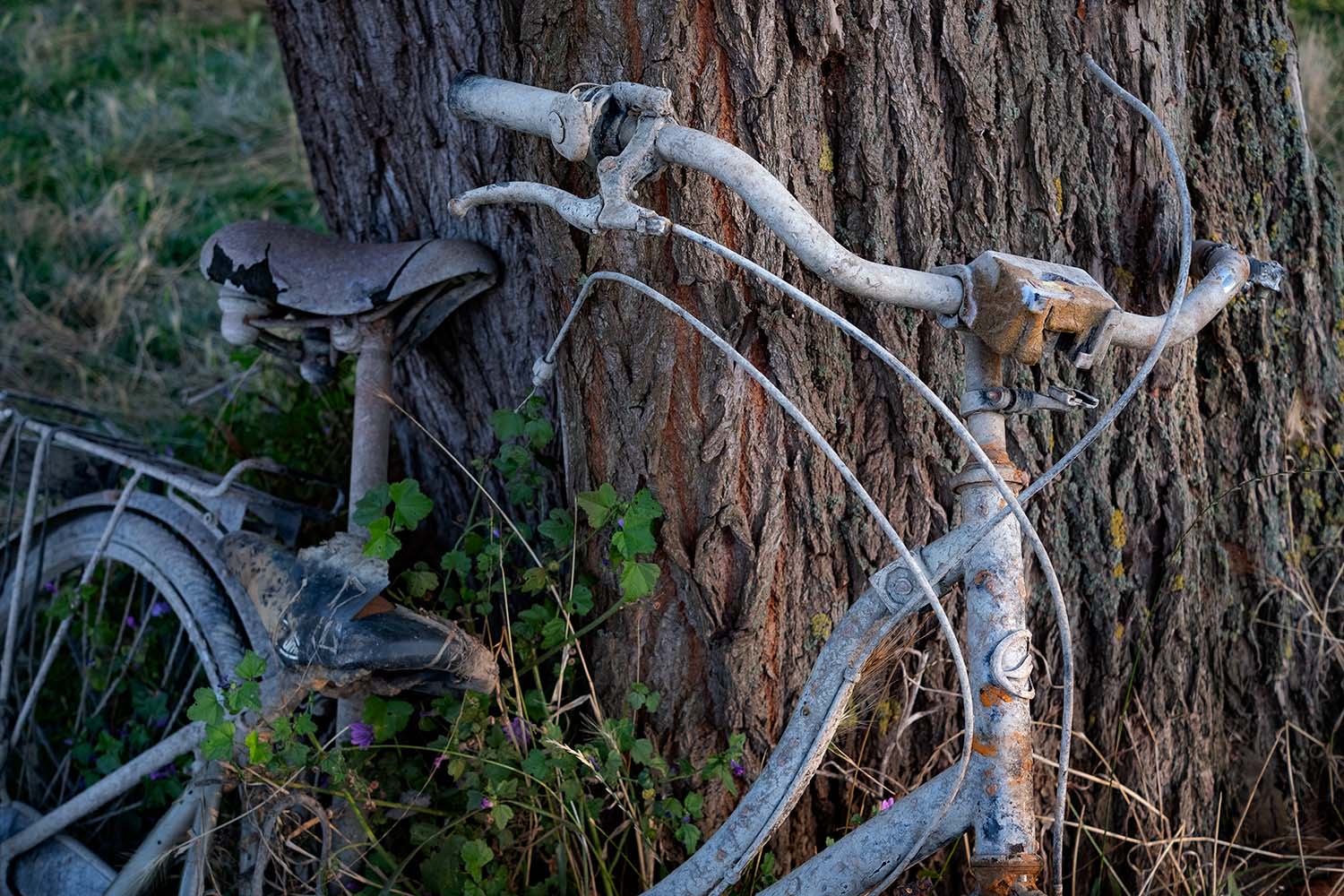 bike pulled from the river,  leaning against a tree