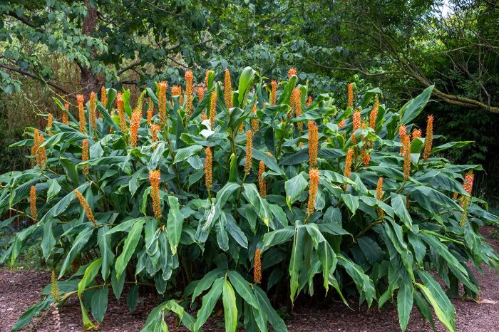 butterfly ginger lily heychium