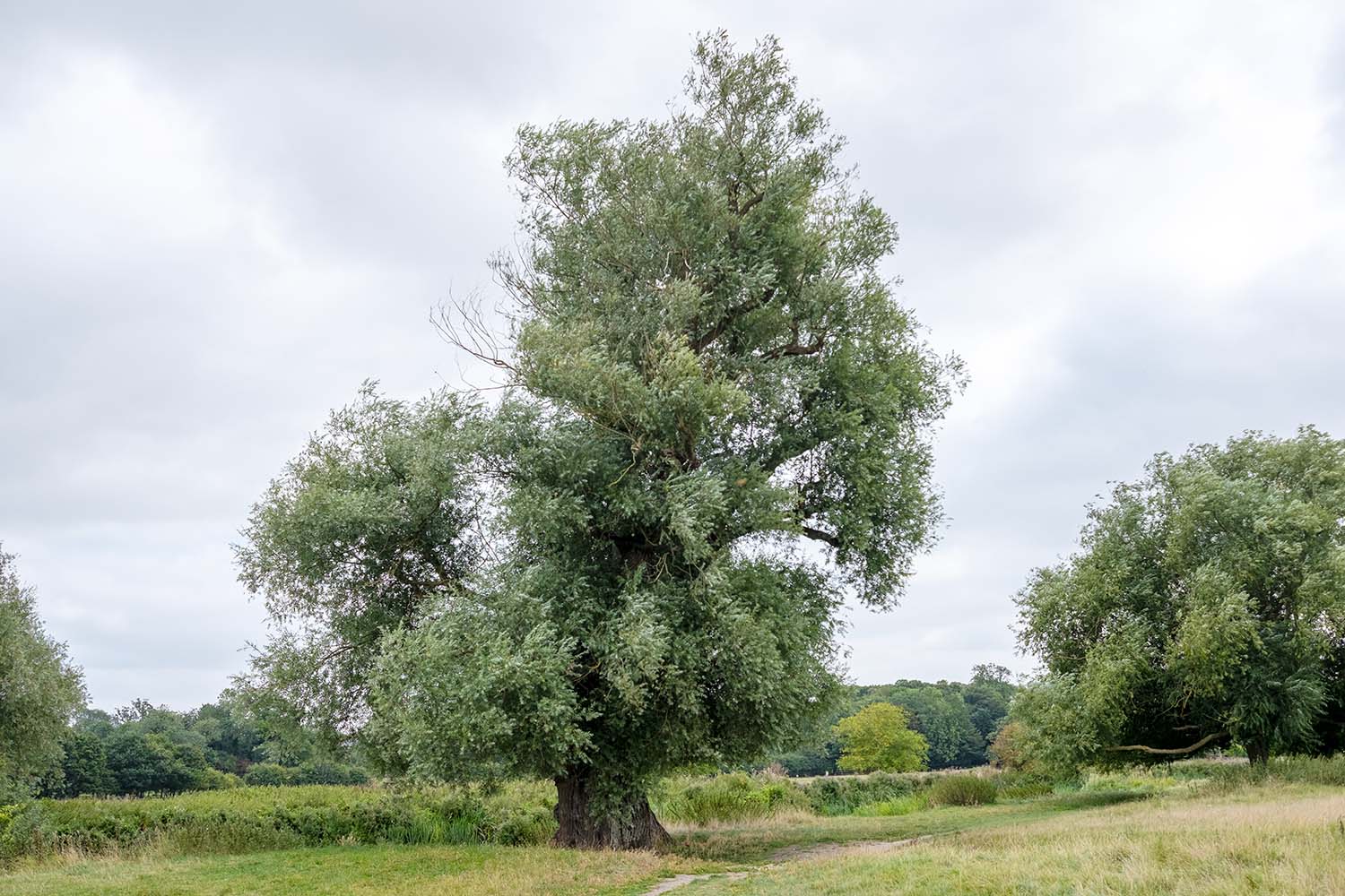 willow tree by the river Cam near Grantchester