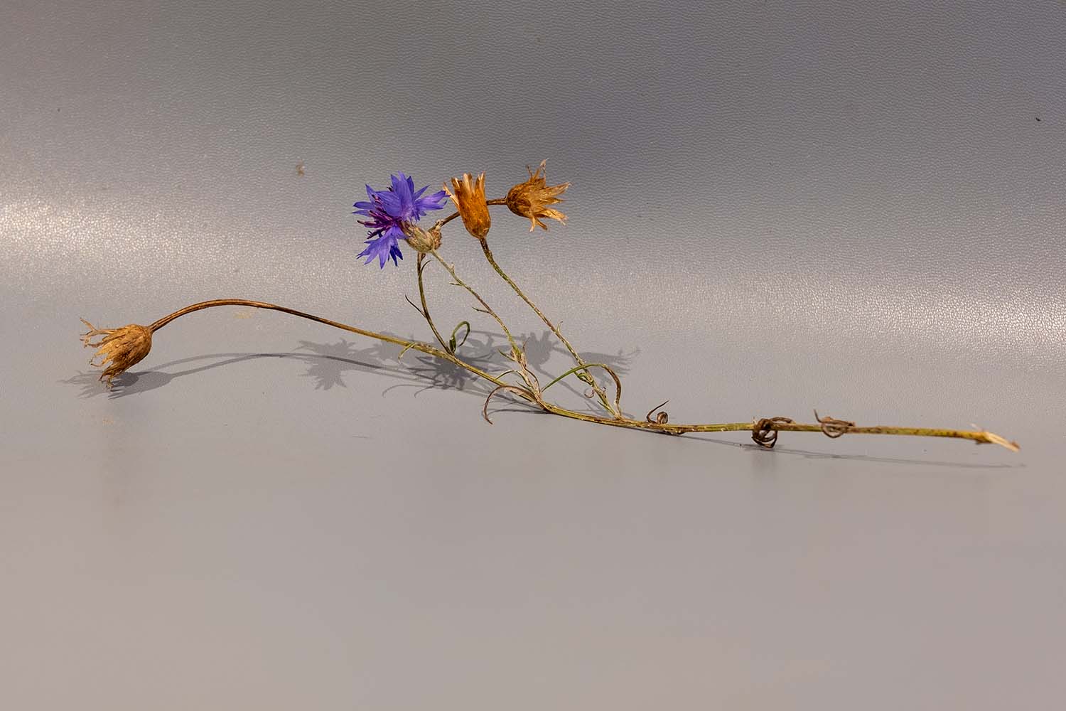 cornflower stalk and flower head and seed heads