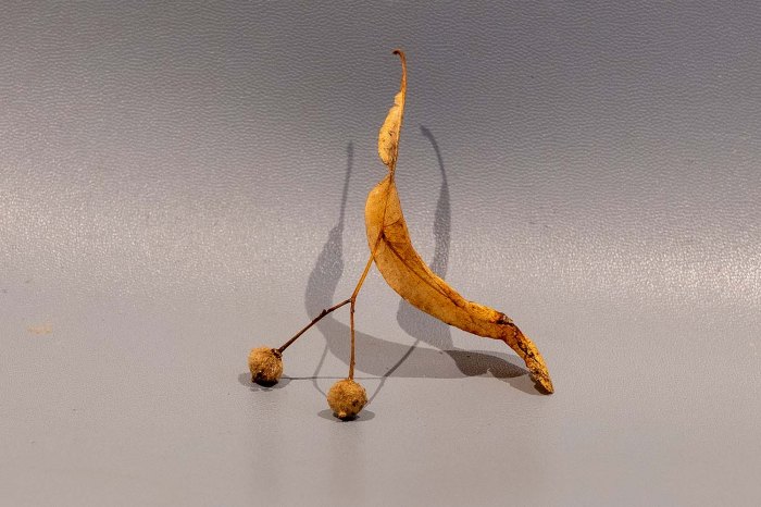 Lime tree seed arrangement