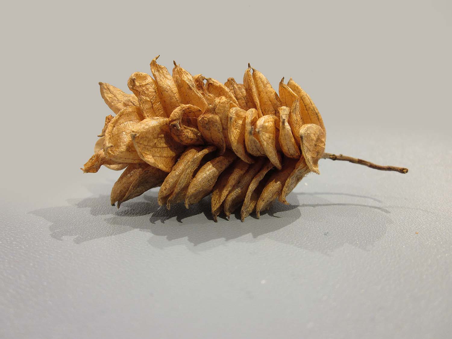 Dried hop hornbeam fruiting bodies