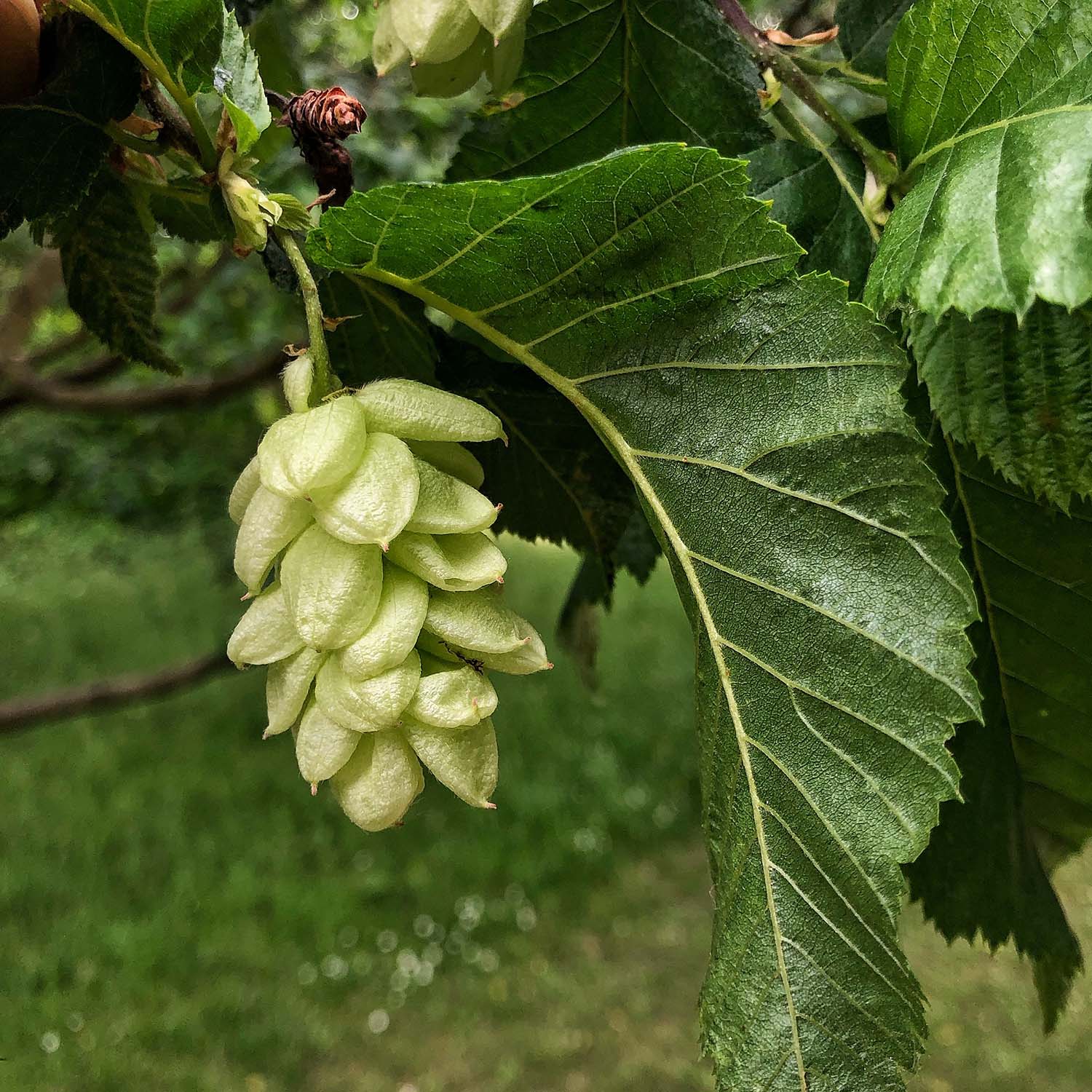 hop hornbeam fruiting bodies