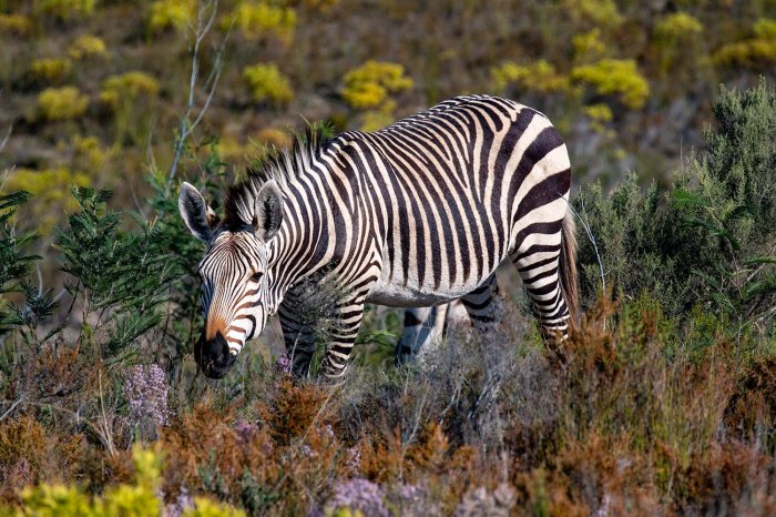 zebra in south africa
