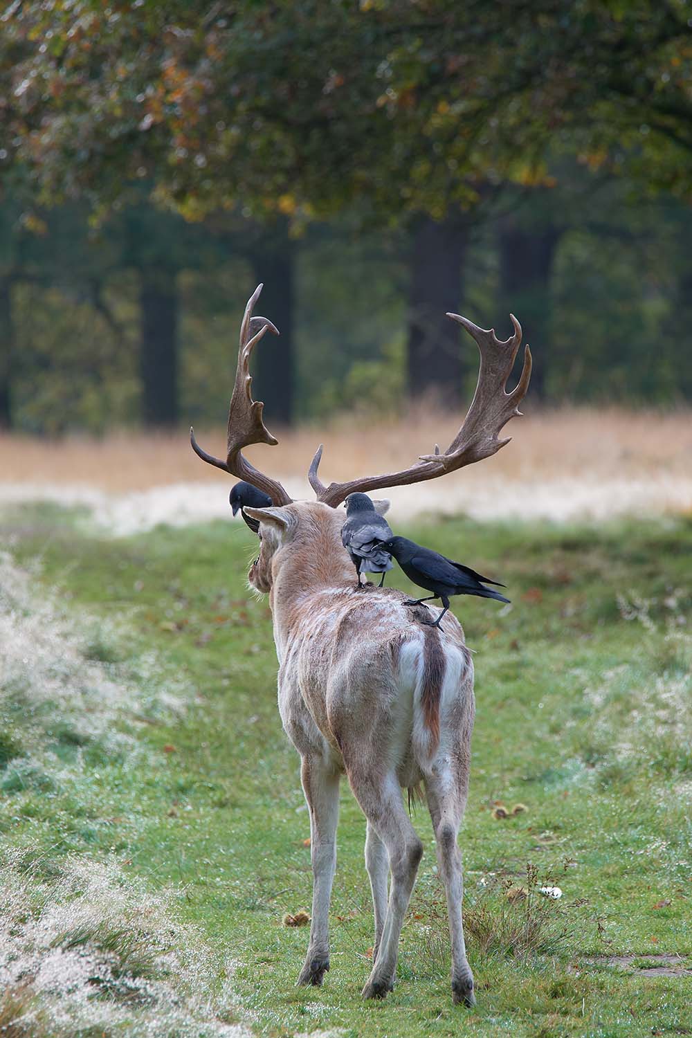 Fallow deer with antlers and jackdaws on its back