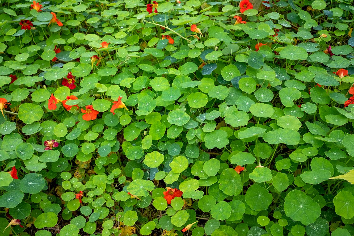 nasturtium leaves