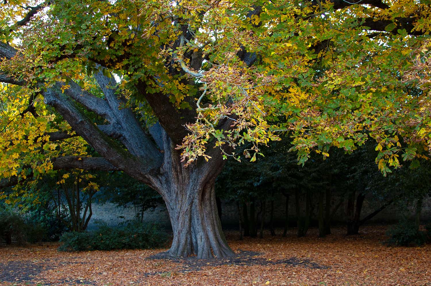 horse chestnut tree
