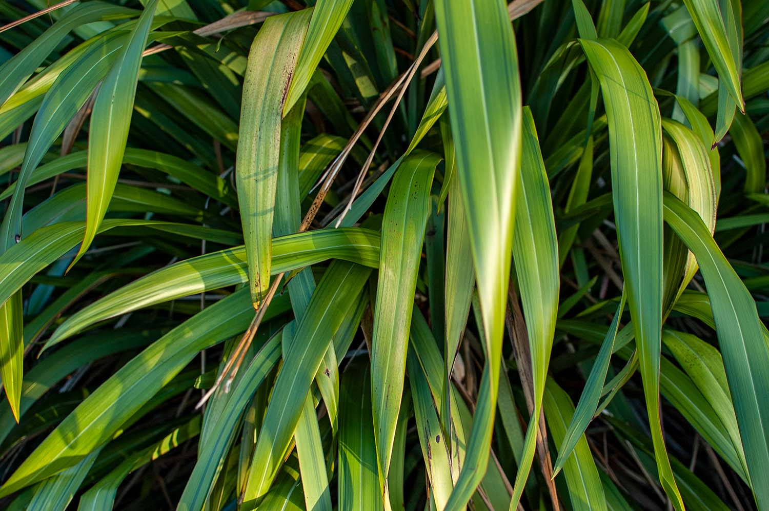 leaves
