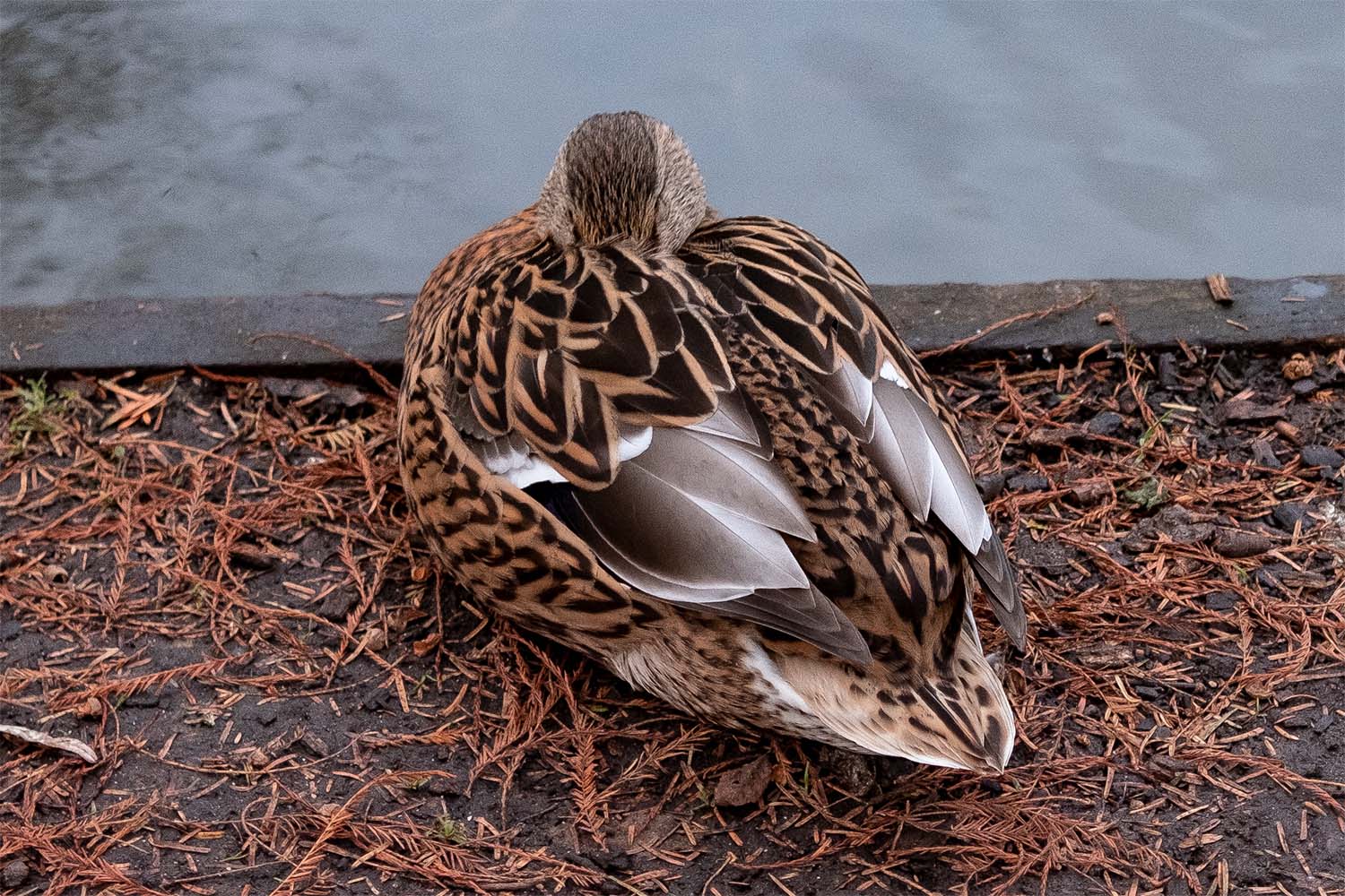 Female mallard resting