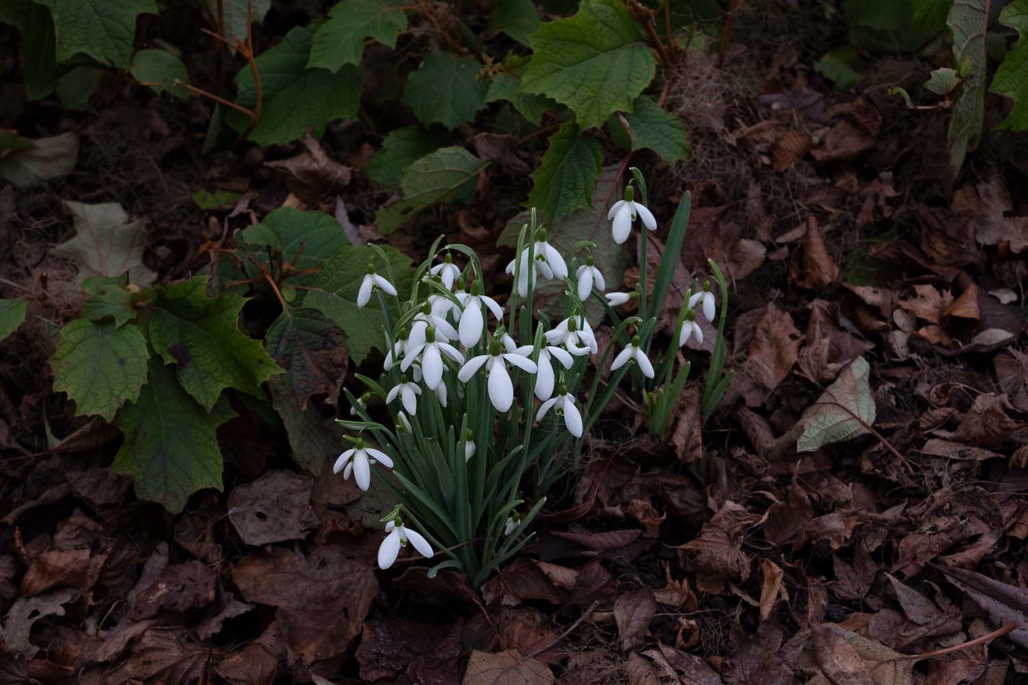 snowdrops