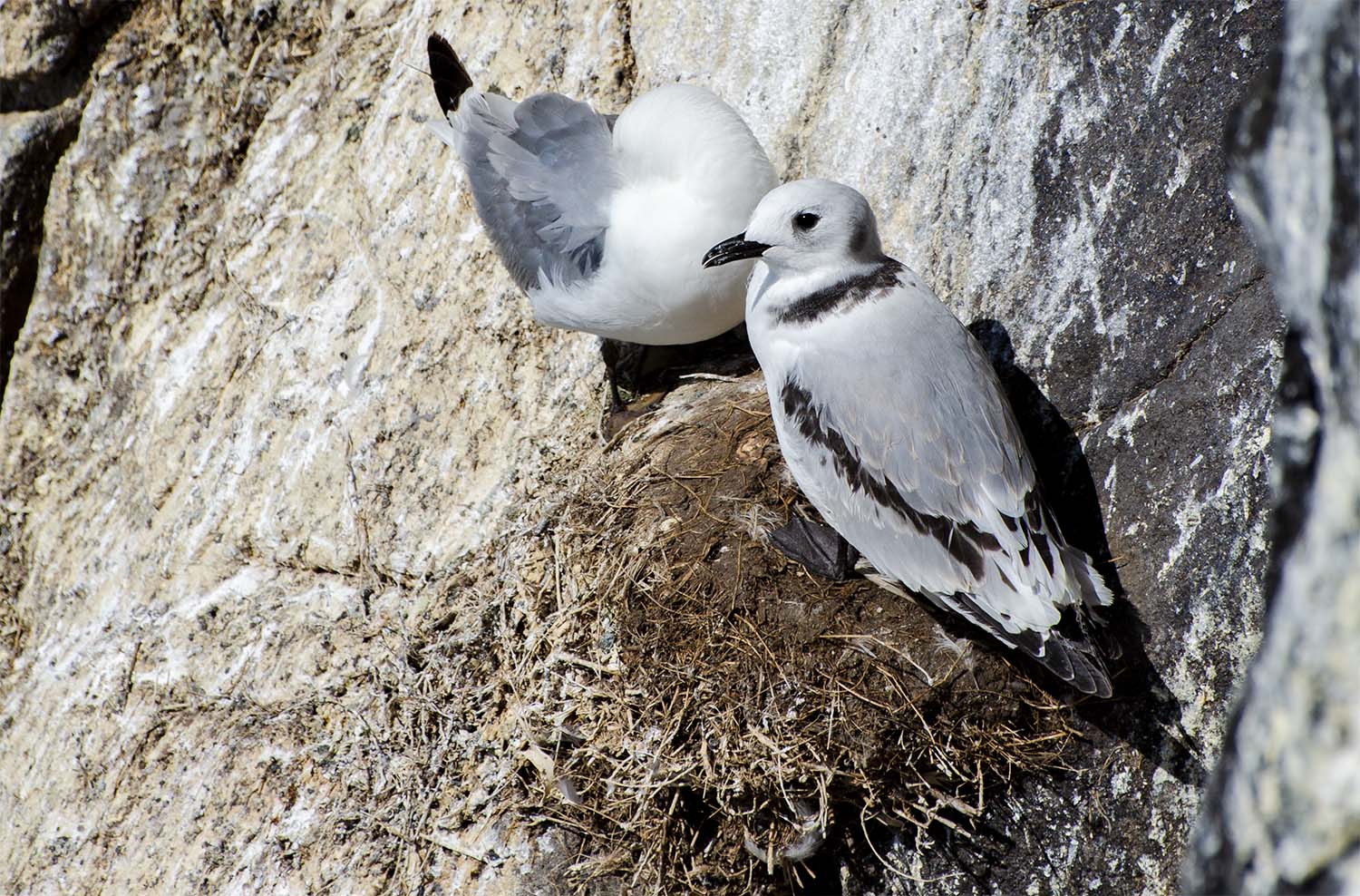 kittiwakes nesting