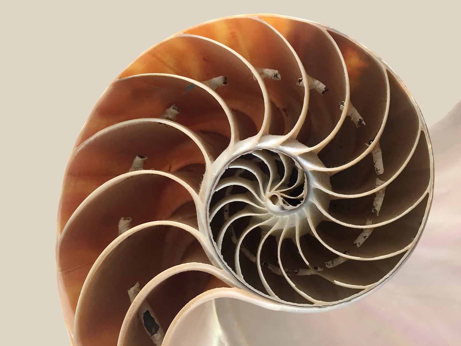 section through a nautilus shell
