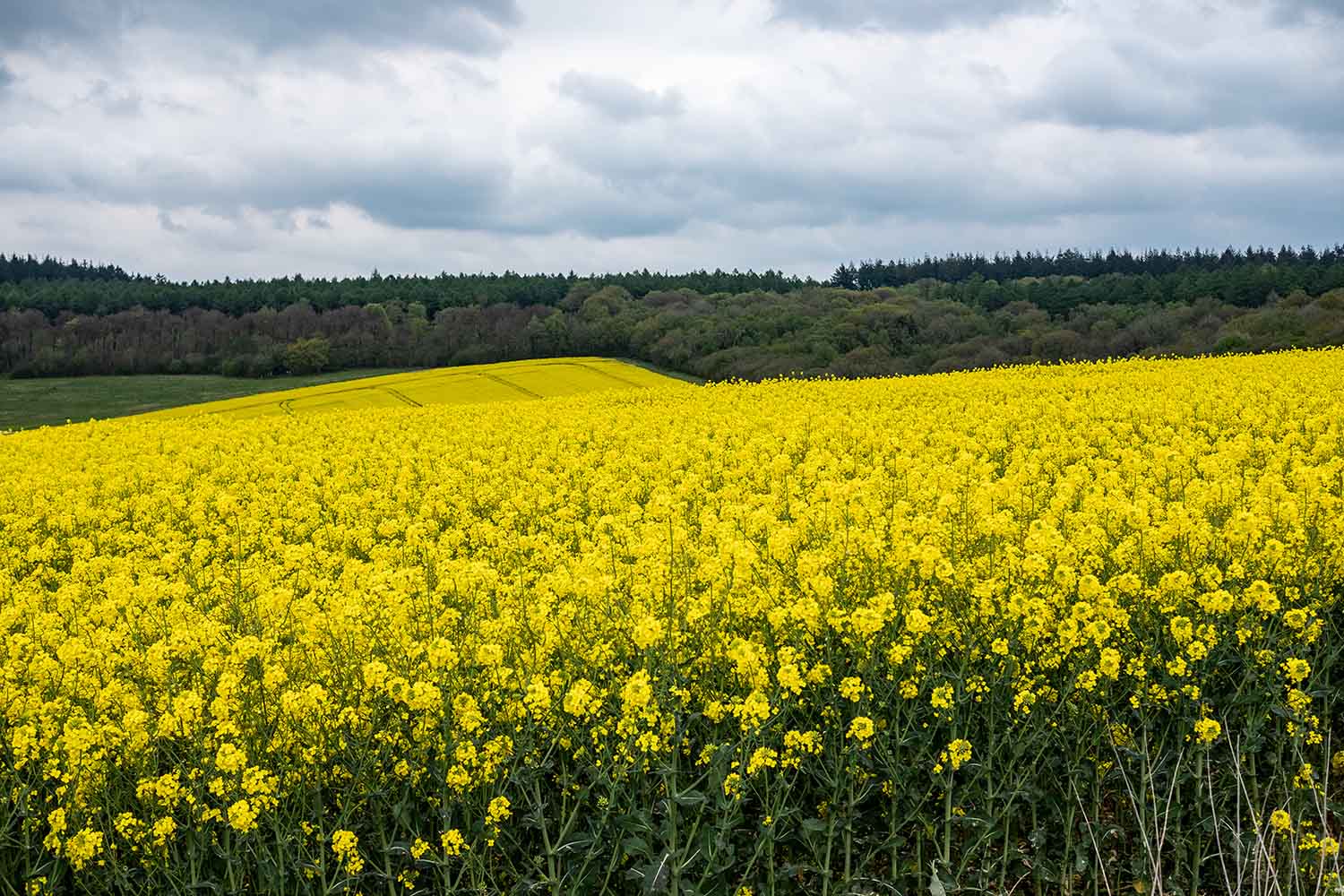 rapeseed growing