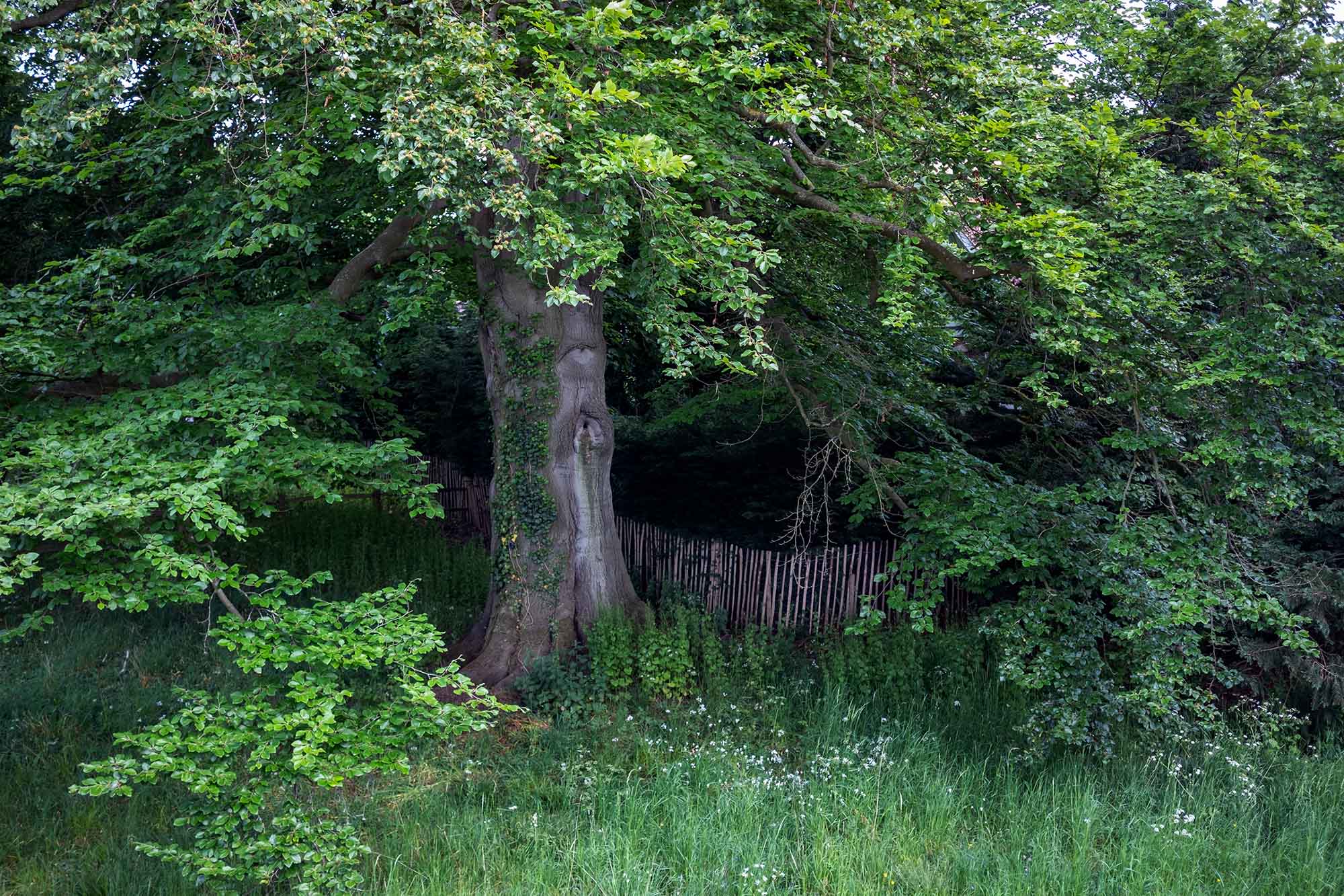 Tree with fence and greenery leading to a dark area deep in the wood