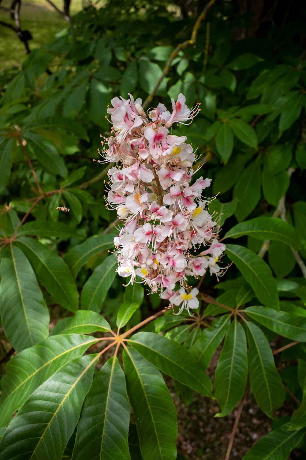 flower and leaves of Aesculus indica