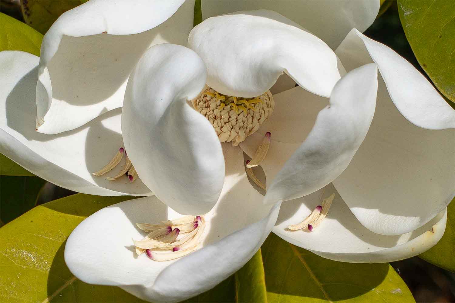 Magnolia Grandiflora in flower. closeup