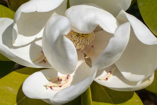 Magnolia Grandiflora in flower. closeup