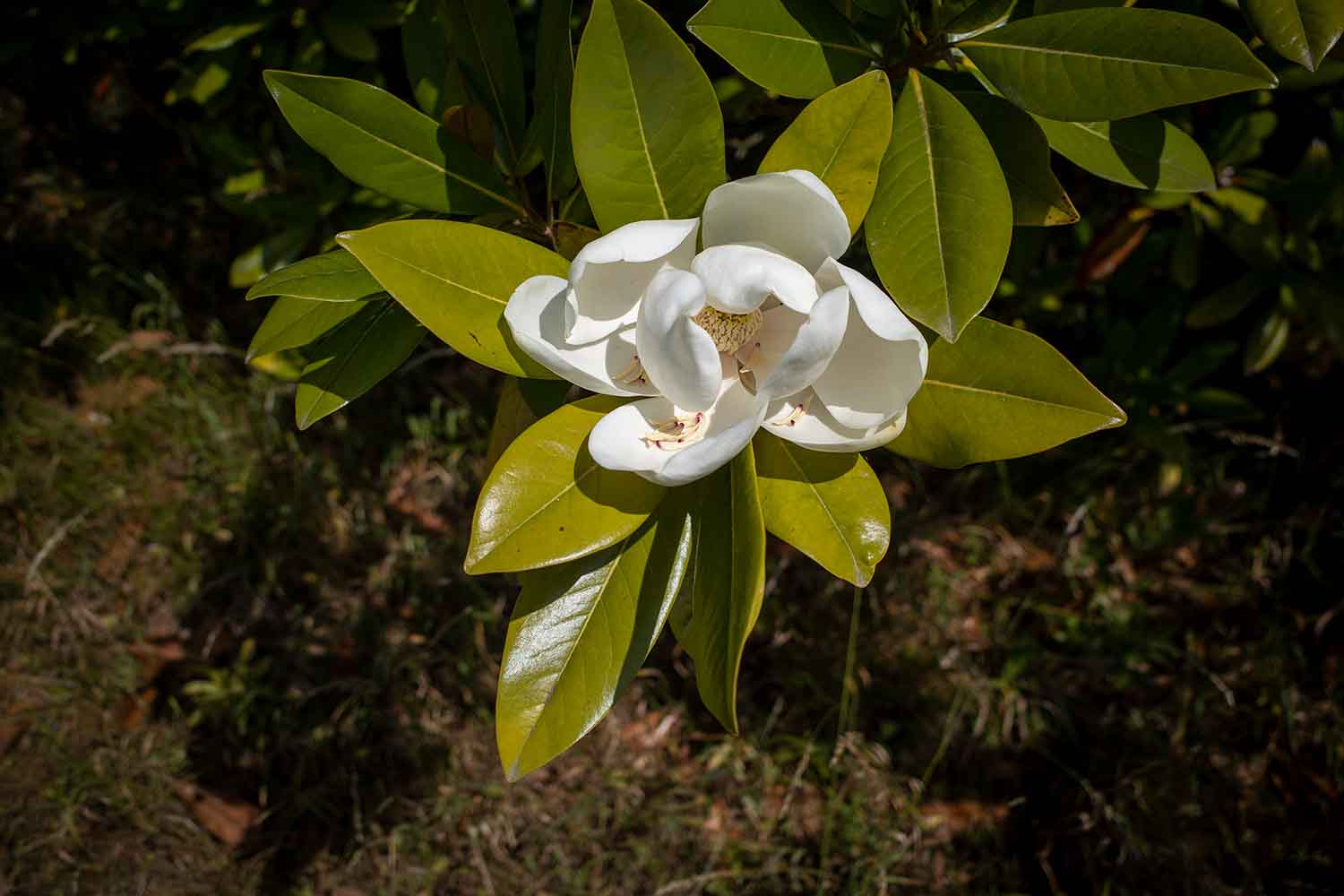 Magnolia Grandiflora in flower.