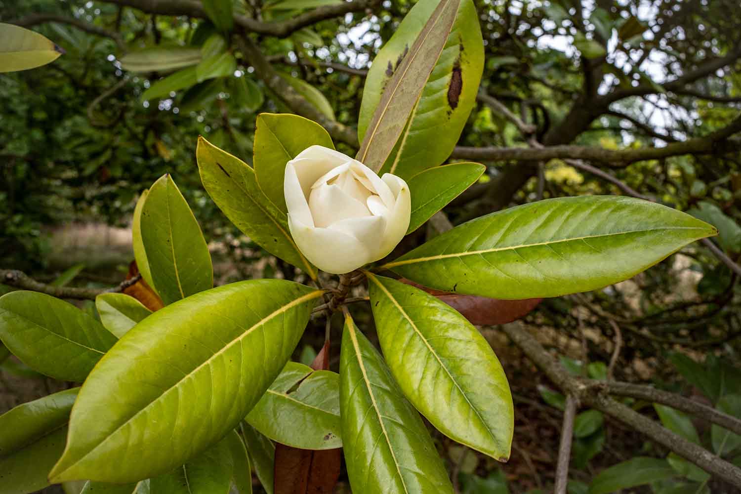 Magnolia grandiflora flower