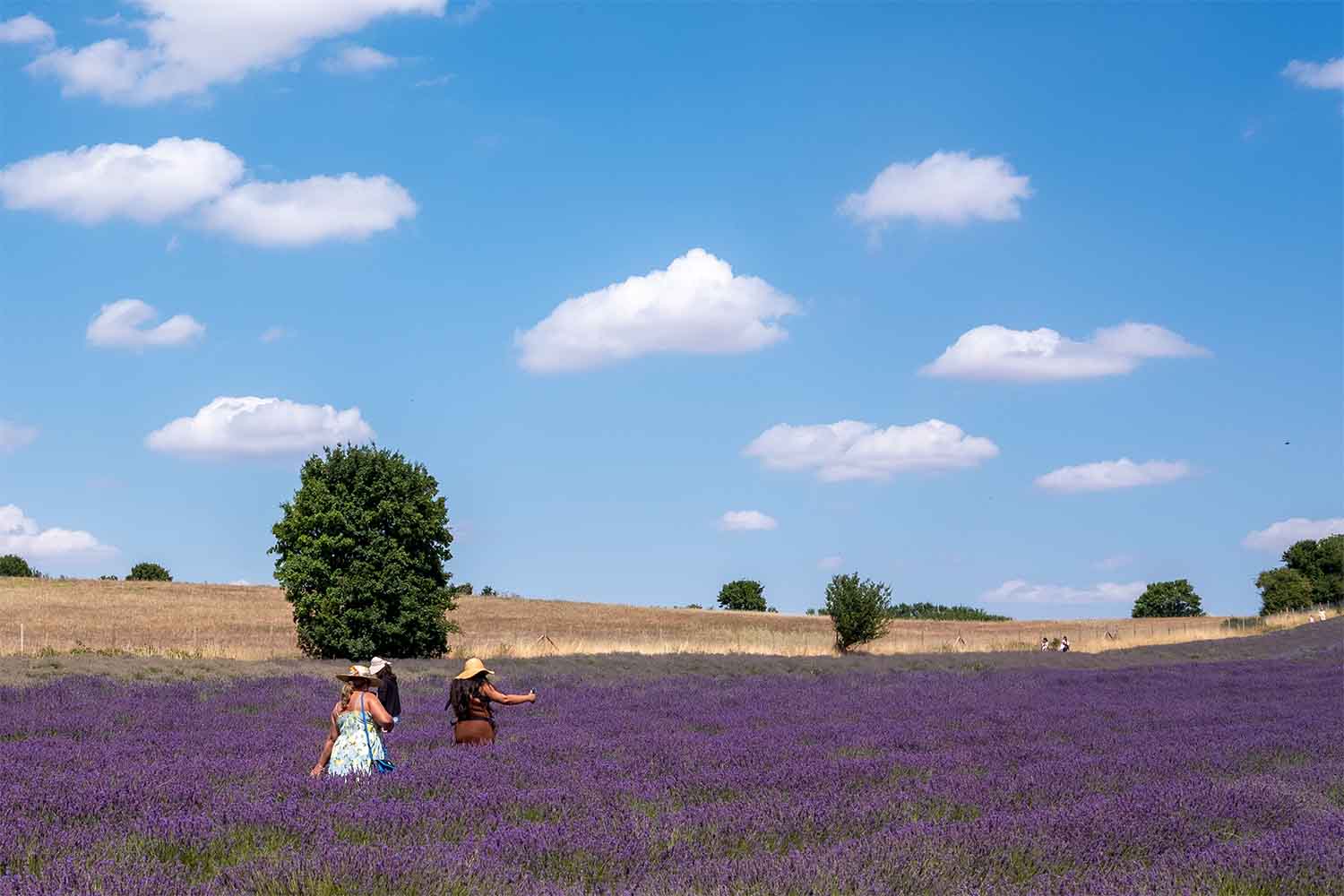 people picking lavender in lavender fields in Hertfordshire