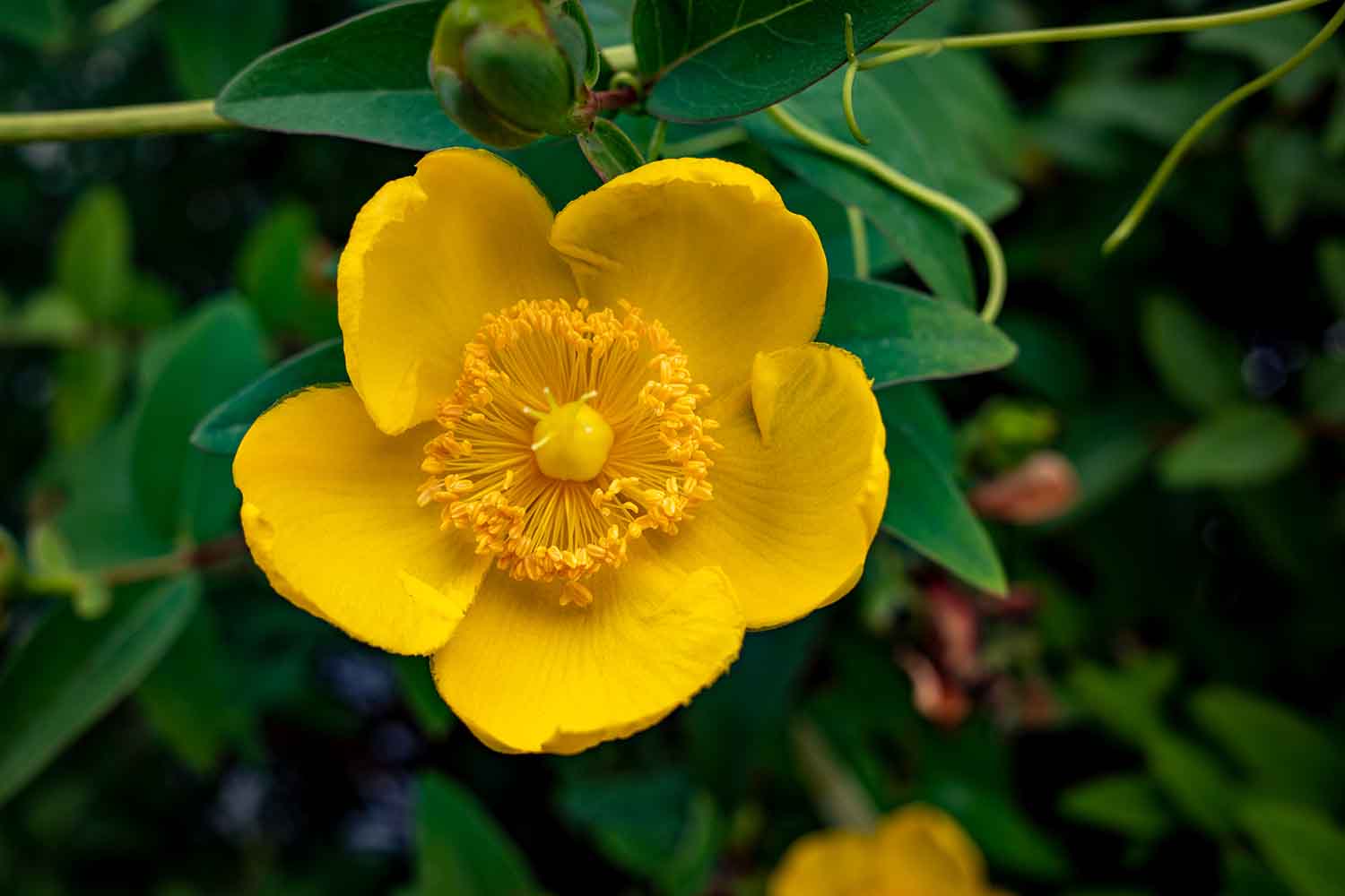 Hypericum flower