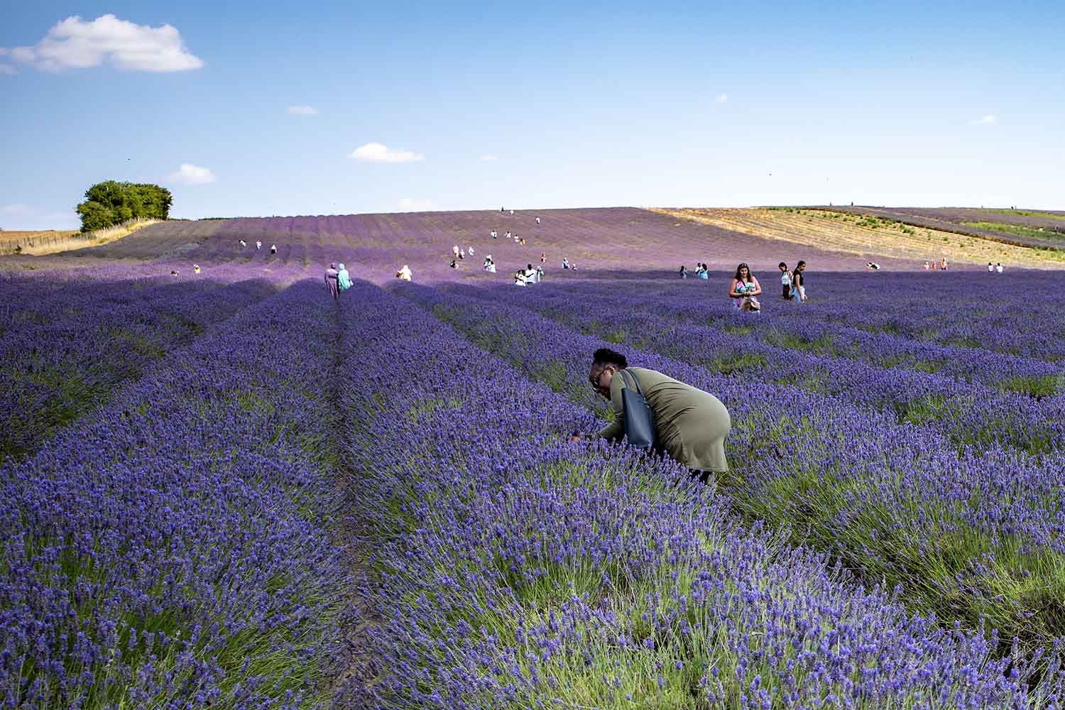 people picking lavender in lavender fields in Hertfordshire
