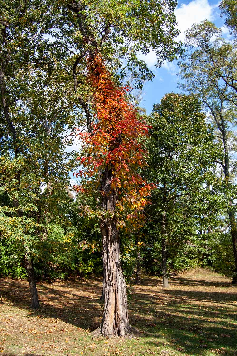 trees in Roundhay Park in Leeds